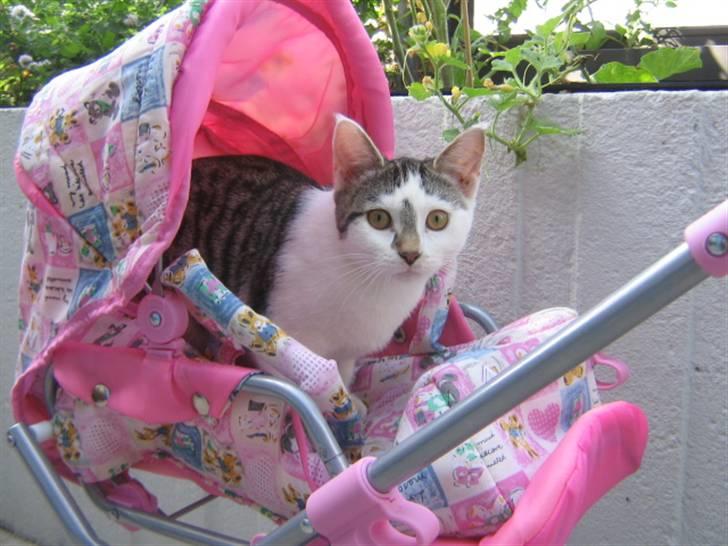 Huskat Rachel billede 8