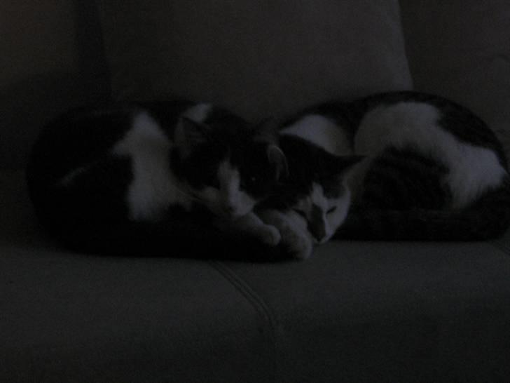 Huskat Rachel billede 9