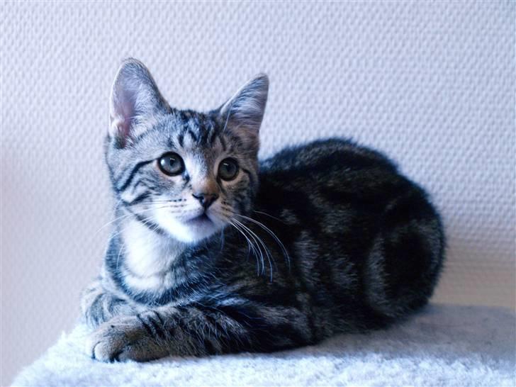 Huskat Big Foot - "Hvad er det der er der oppe." billede 4