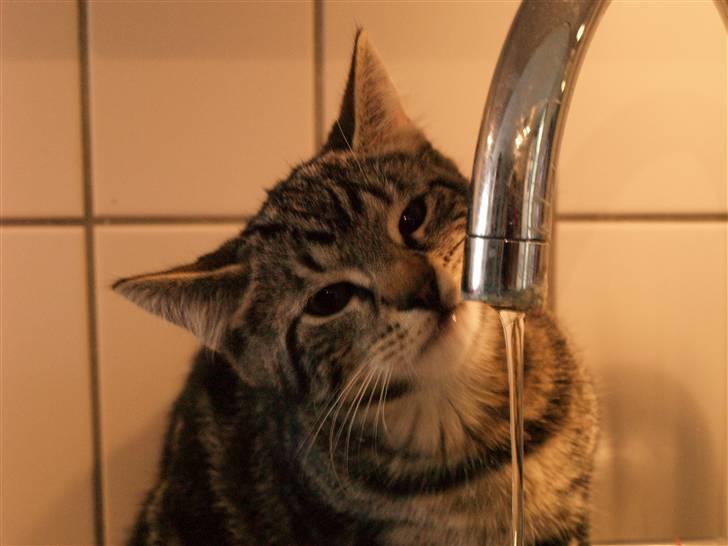 Huskat Big Foot - "MMM jeg er tøstig." billede 5