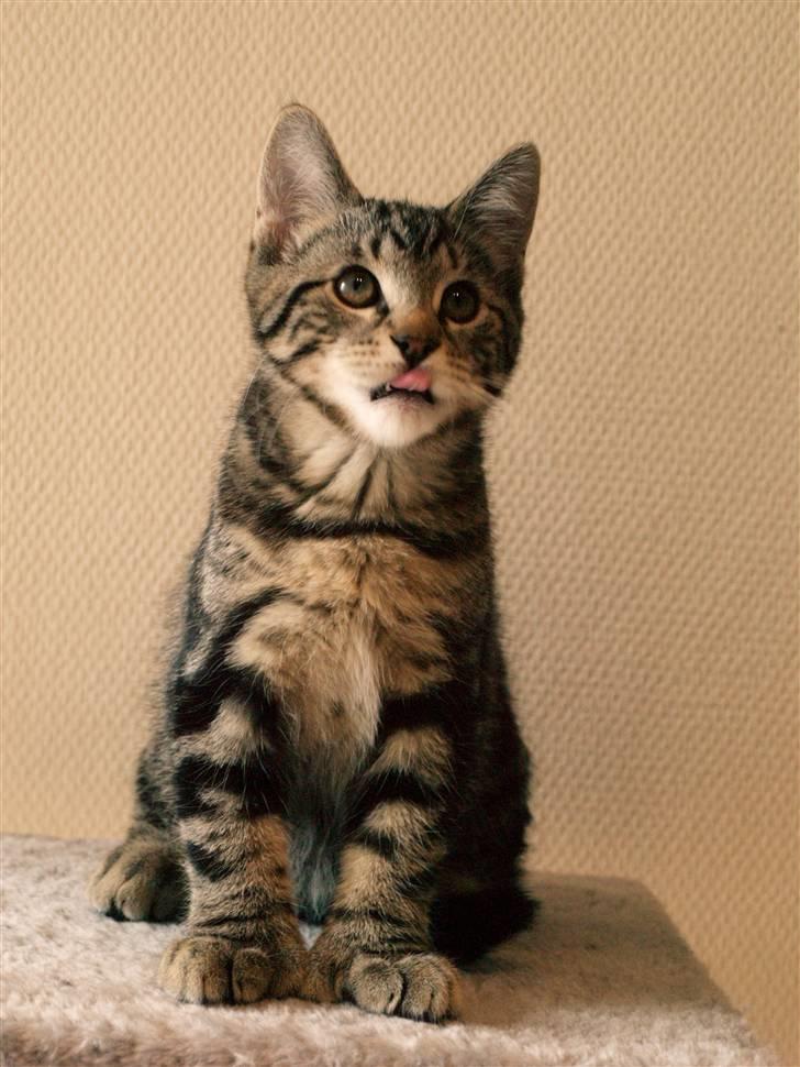 Huskat Big Foot - "Har jeg mere rundt om munden." billede 6