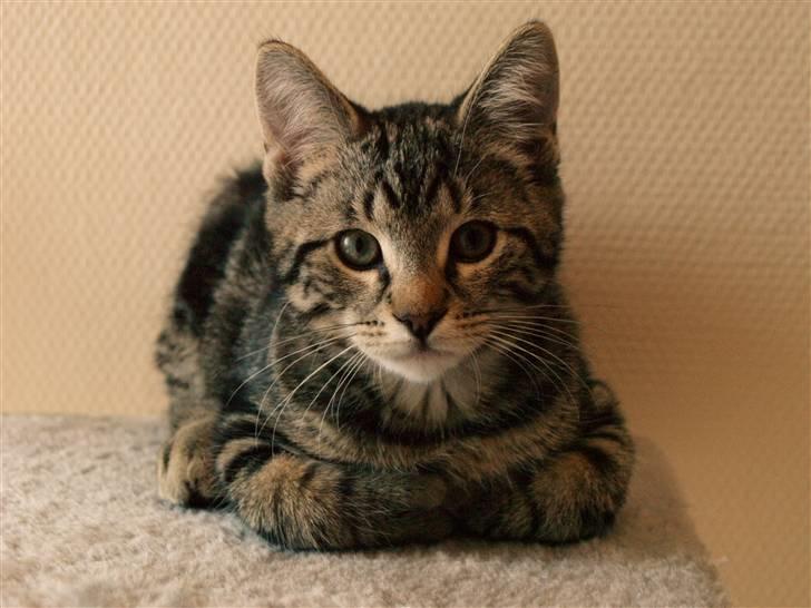 Huskat Big Foot - "Hejsa." billede 7