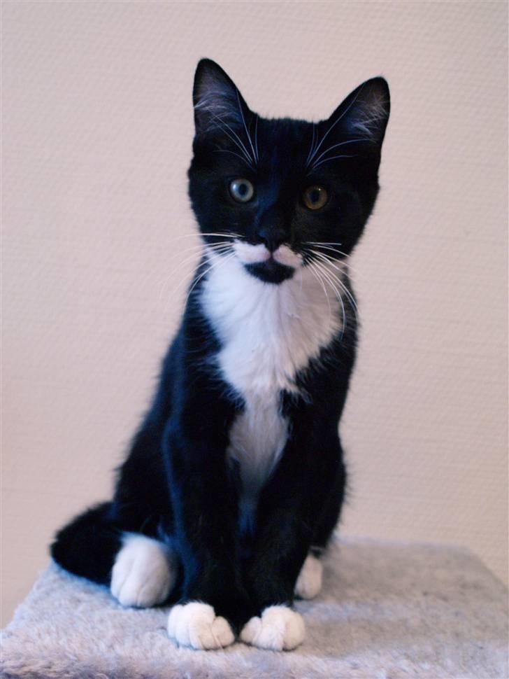 Huskat sorte per - "Hejsa." billede 5