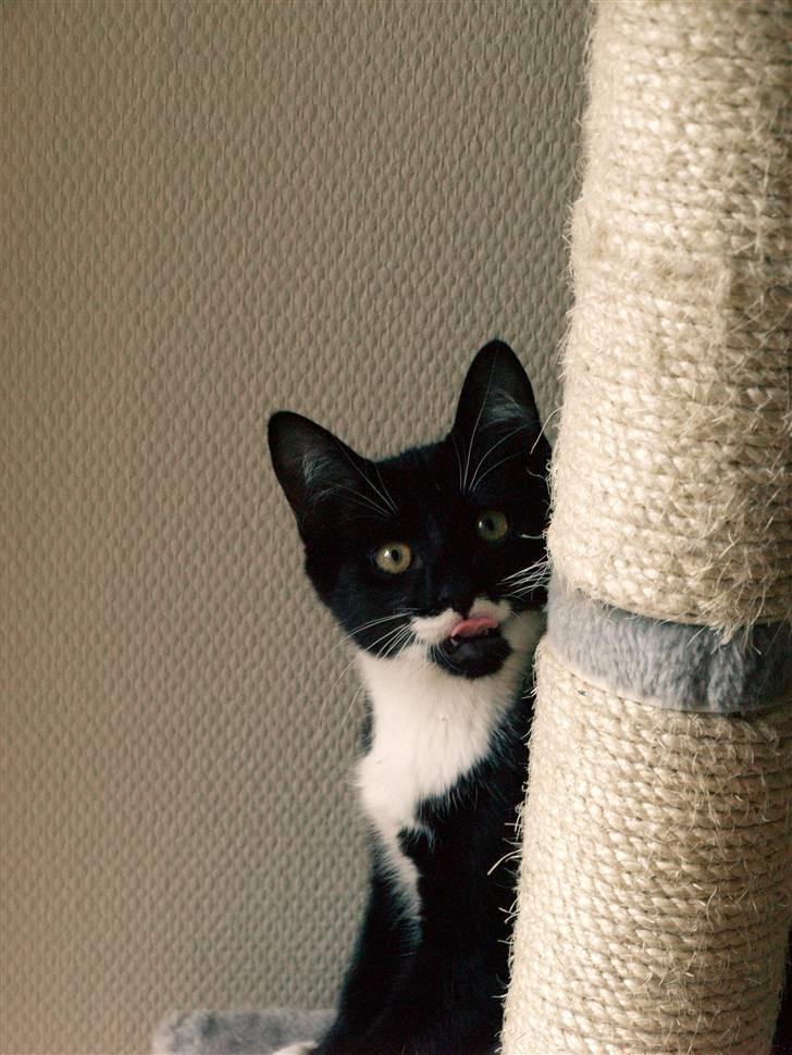 Huskat sorte per - "THI hejsa." billede 6