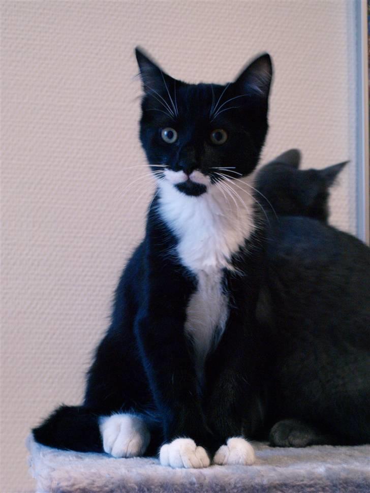 Huskat sorte per - "OHHH BOB SE LIGE HER" billede 7