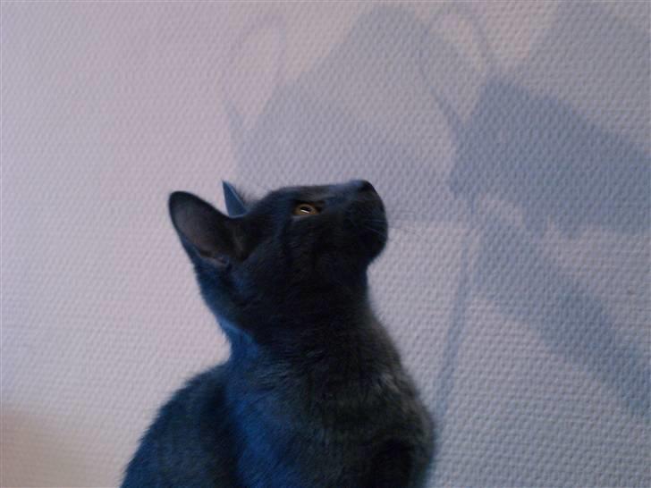 Huskat Bob - "UHH der er mange skygger på væggen." billede 5