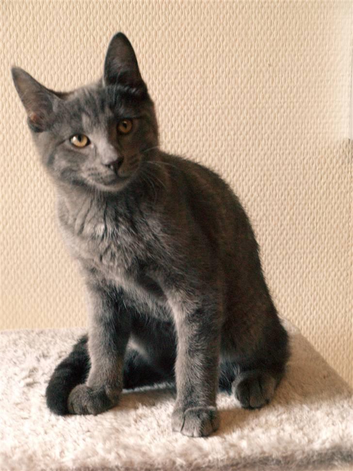 Huskat Bob - "Hvad sker der." billede 6