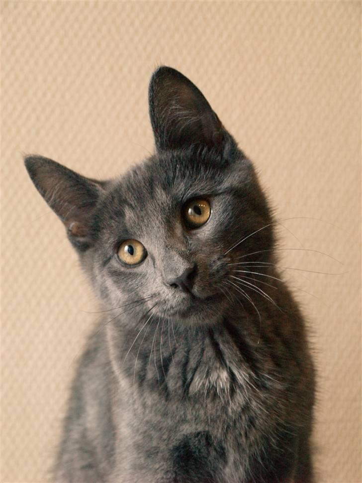 Huskat Bob - "Hejsa." billede 7