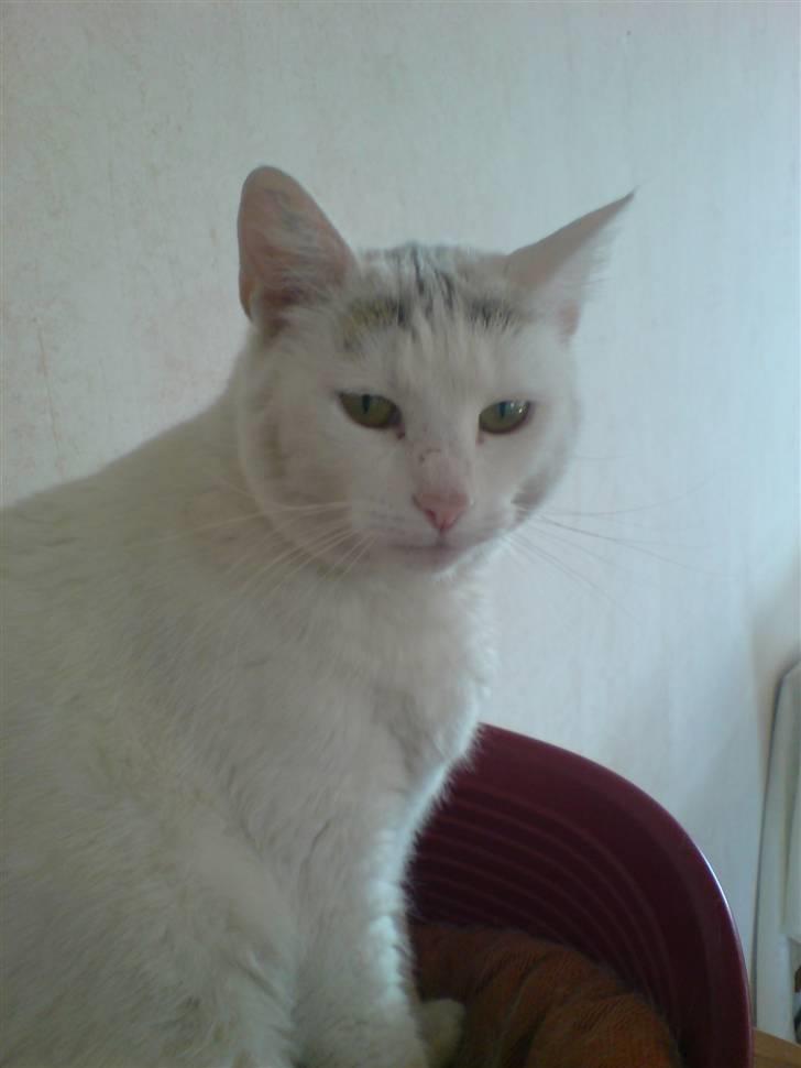 Huskat Woldborg billede 4