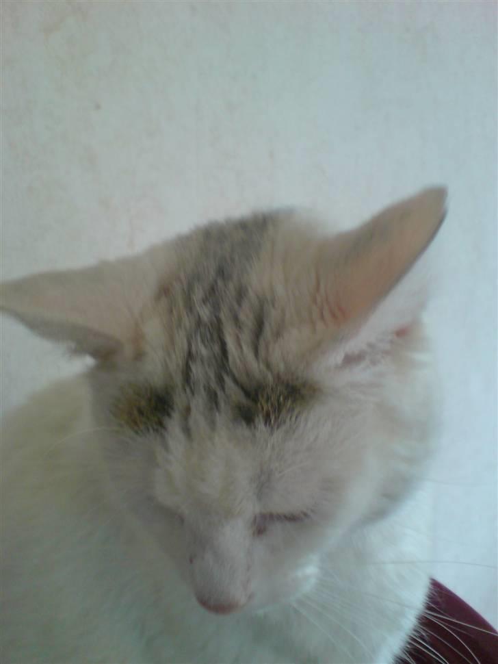 Huskat Woldborg billede 5