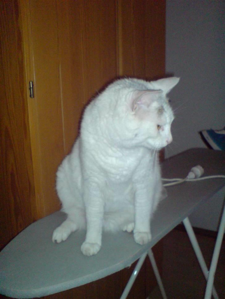 Huskat Woldborg billede 6