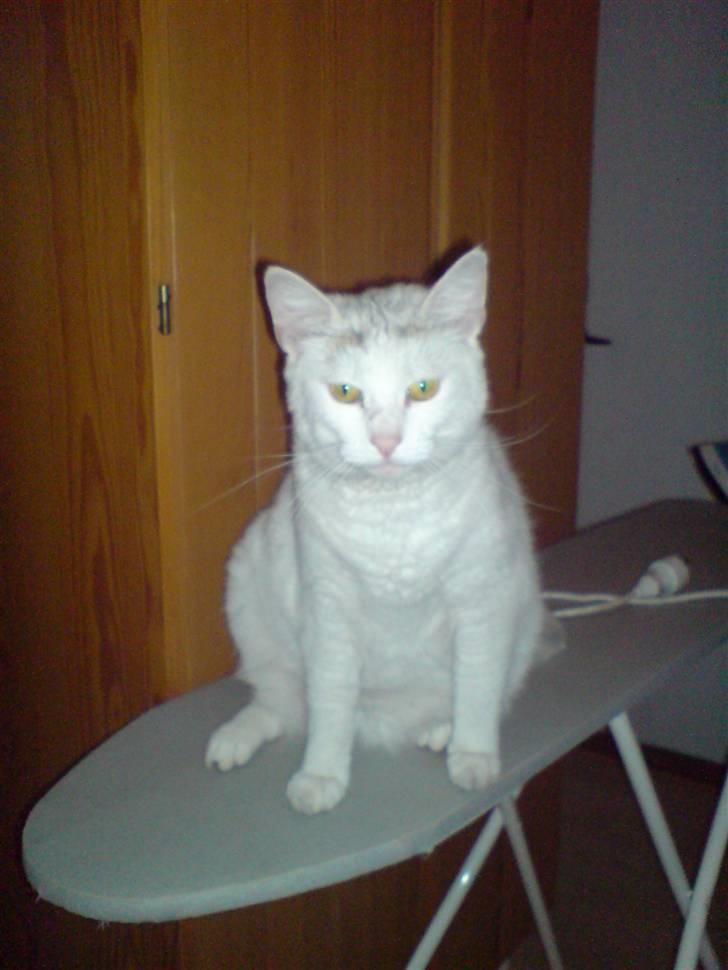 Huskat Woldborg billede 7