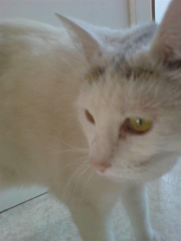 Huskat Woldborg billede 9