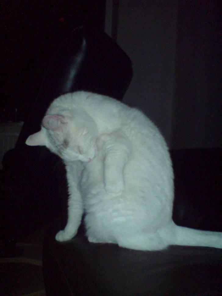 Huskat Woldborg billede 10