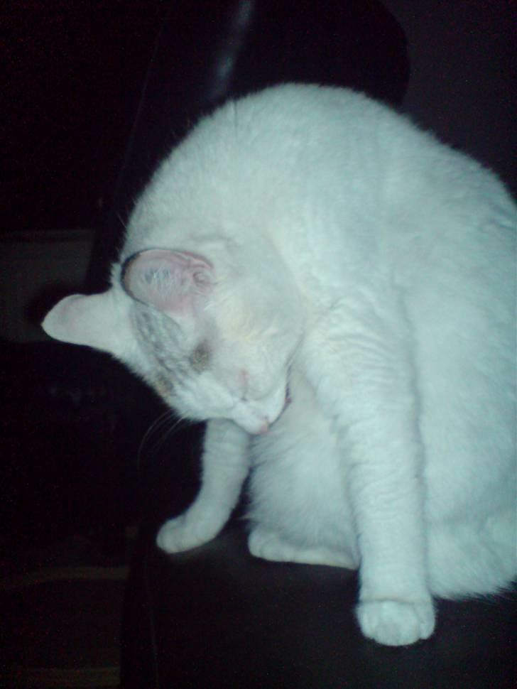 Huskat Woldborg billede 11