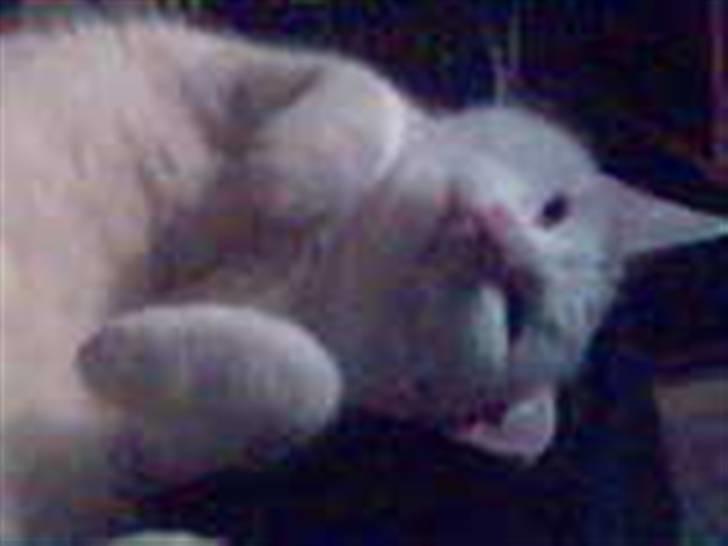 Huskat Woldborg billede 12