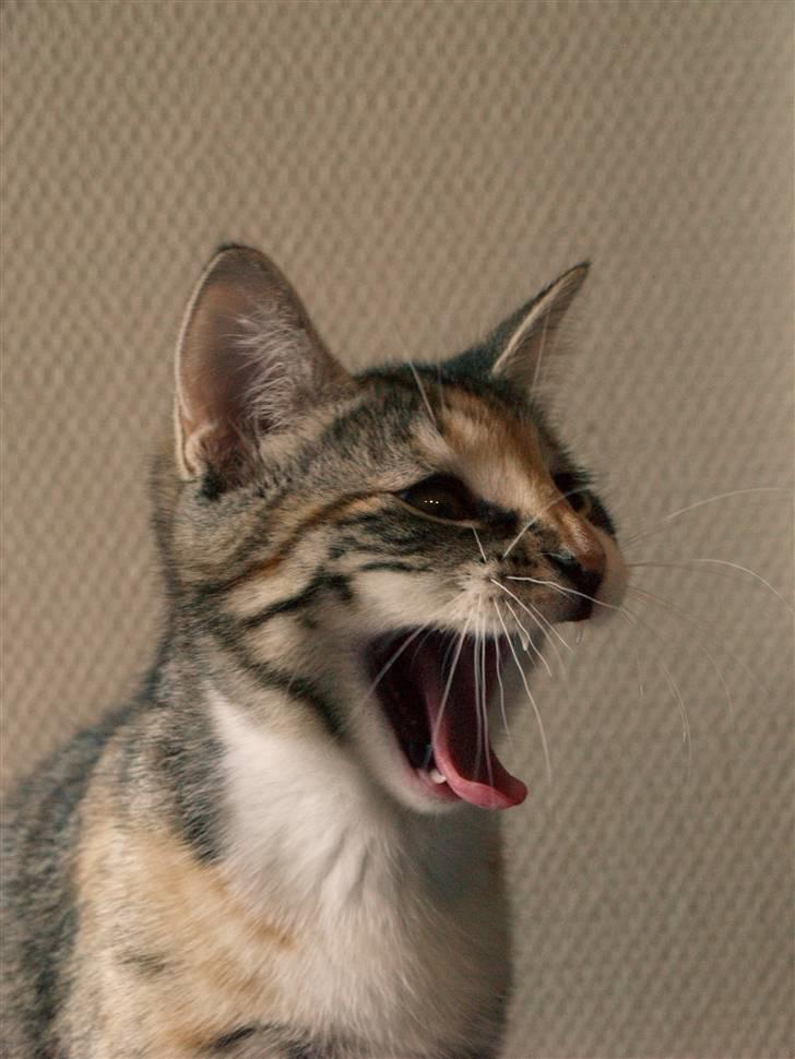 Huskat Findus - "GAB og velkommen til min profil."  billede 1