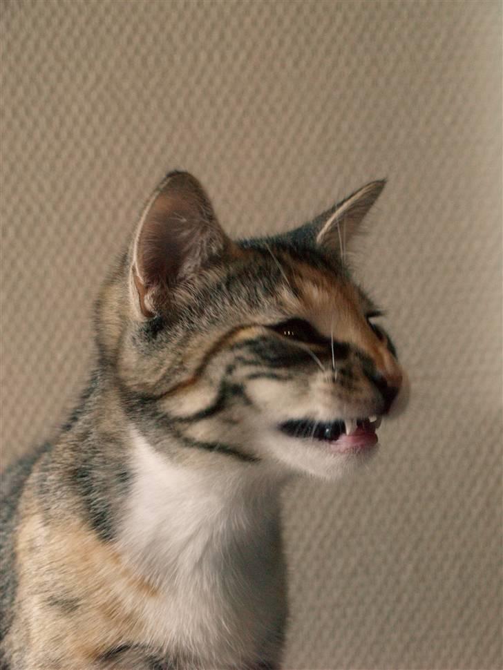 Huskat Findus - "RRR pas på jeg knurre af jer jeg er en falig tigermis."  billede 2