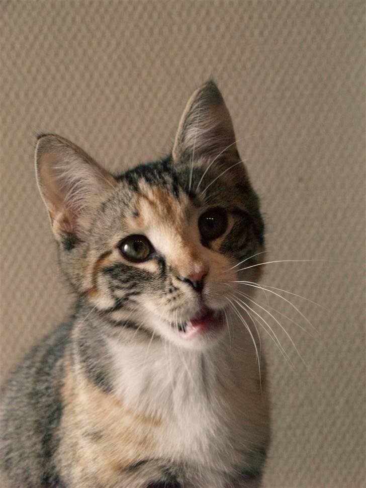 Huskat Findus - ØHH.....???? billede 3