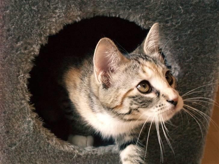 Huskat Findus - "HHH hvad er det der jeg må lige ud og kigge." billede 4