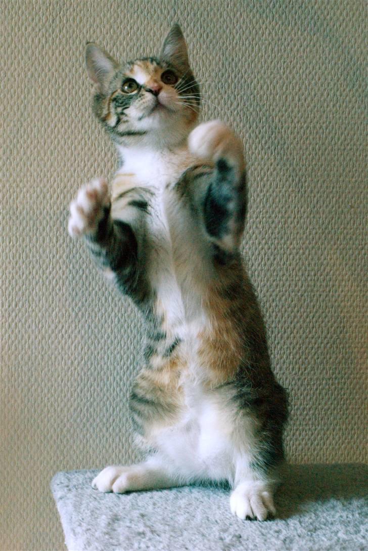 Huskat Findus - "Se lige hvad jeg kan haha." billede 5