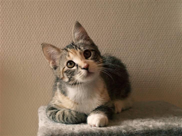 Huskat Findus - "Hvad er der der oppe." billede 6