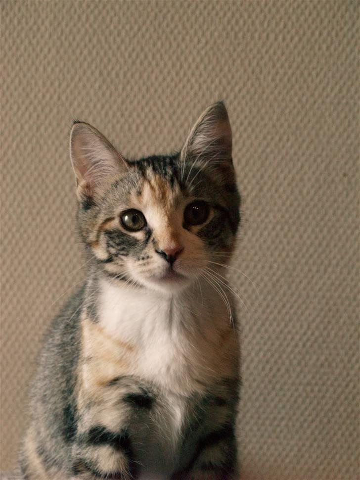 Huskat Findus - "Hejsa." billede 7