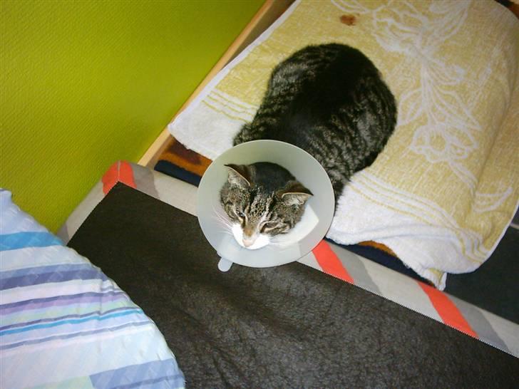 Huskat speedy - han er syg  billede 15