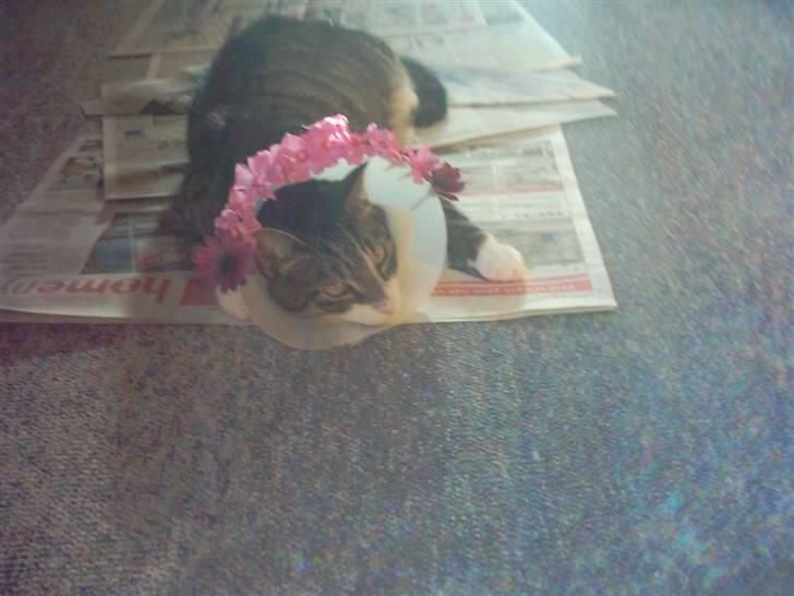 Huskat speedy - han er syg billede 16