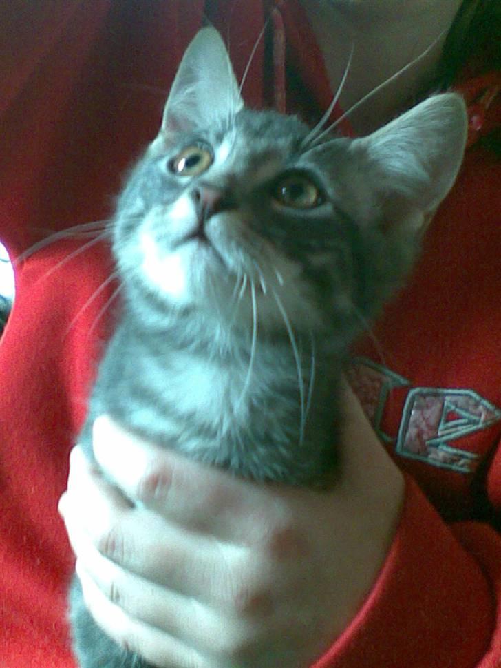 Blanding af racer Pjuske  - er han ikk sød? billede 1