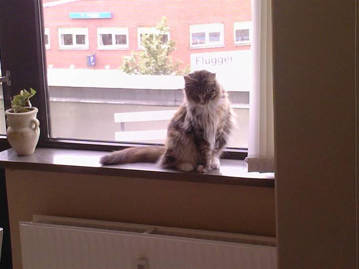 Maine Coon Ariel billede 6