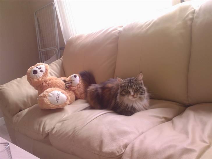 Maine Coon Ariel - når mor ikke er hjemme er sofaen også min!:D billede 7