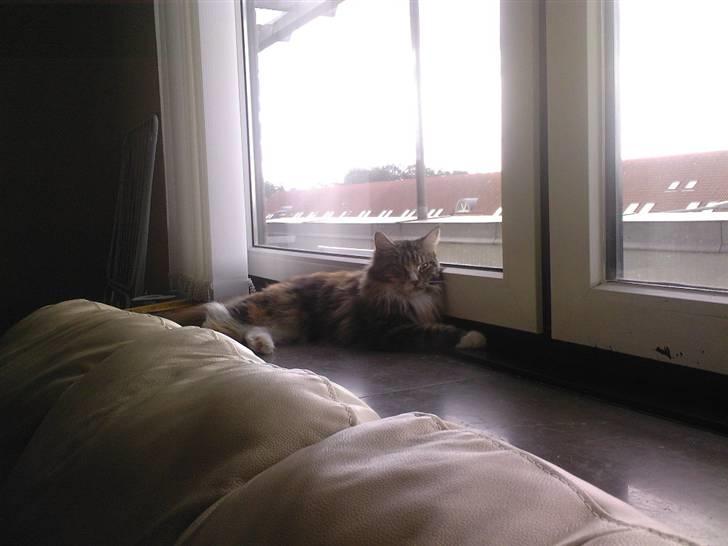 Maine Coon Ariel billede 9