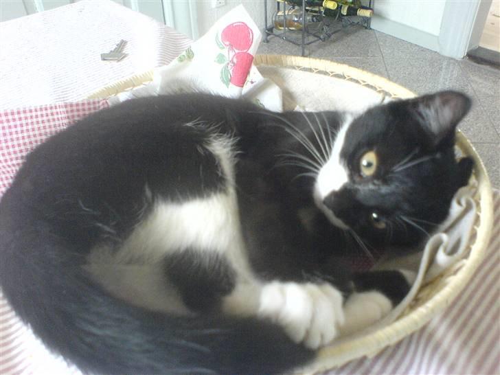 Huskat Sisse - Her tager jeg mig lige en lur i brødkurven. Størrelsen passer perfekt! billede 12