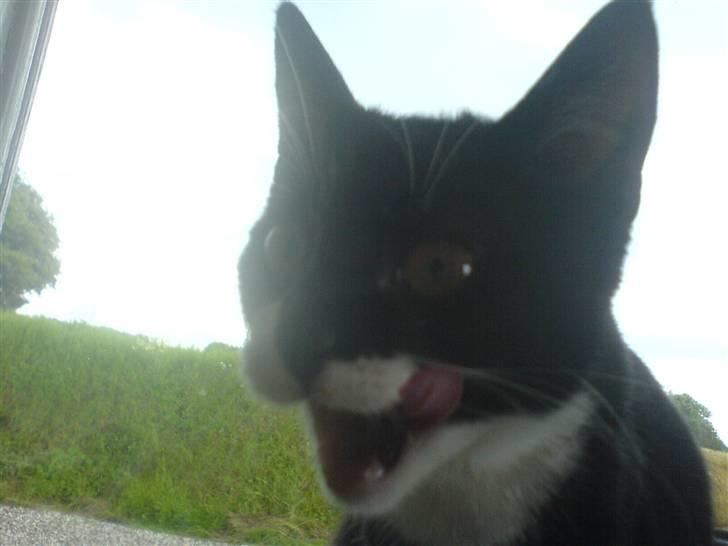 Huskat Sisse - Har lige spist.... billede 13