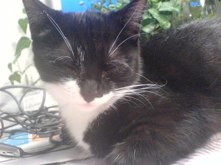 Huskat Sisse - Ja, jeg vidste jo ikke lige at hun ville tage et billede!!!! billede 14