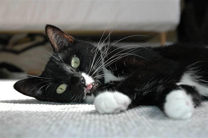 Blanding af racer 17 (død 19/11-09) - slaaaape aaaf....  billede 1