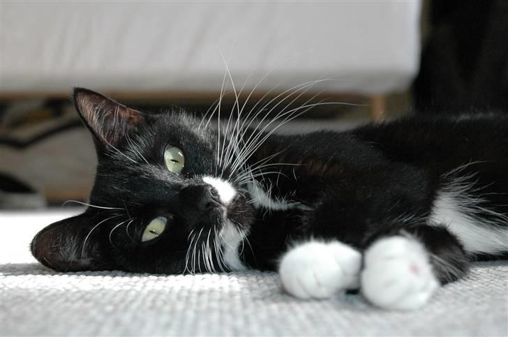 Blanding af racer 17 (død 19/11-09) billede 2