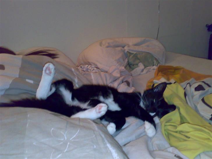 Blanding af racer 17 (død 19/11-09) - sjov sovestilling... billede 3