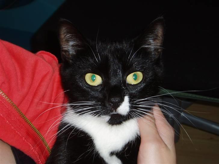 Blanding af racer 17 (død 19/11-09) - Don´t mess with me... punk! billede 4