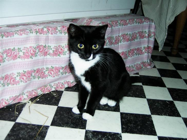 Blanding af racer 17 (død 19/11-09) - Selvom 17 er fuldvoksen så ligner hun altså lidt en killing... billede 5