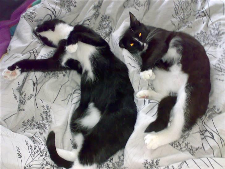 Blanding af racer 17 (død 19/11-09) - en sjælden ro imellem 17 og Bailey billede 7