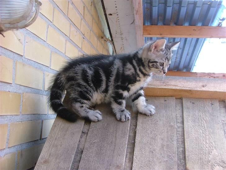 Huskat Angel Of Fire - Her er jeg 7 uger gammel billede 6