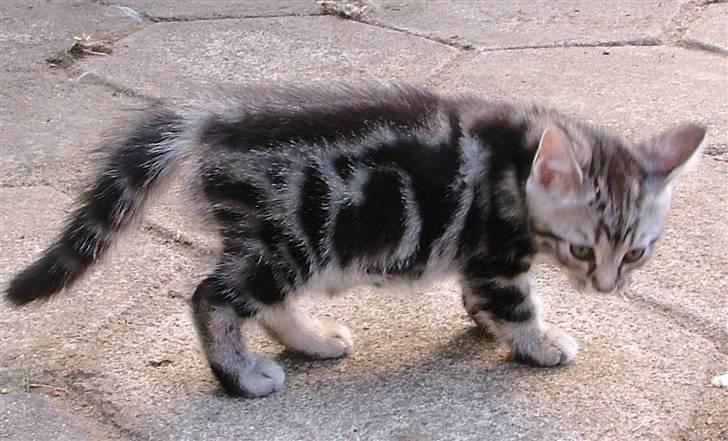 Huskat Angel Of Fire billede 7