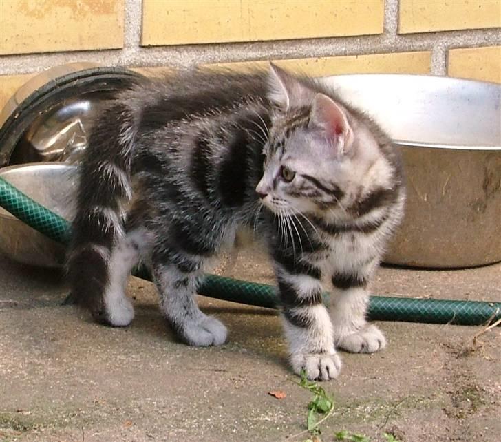 Huskat Angel Of Fire billede 8