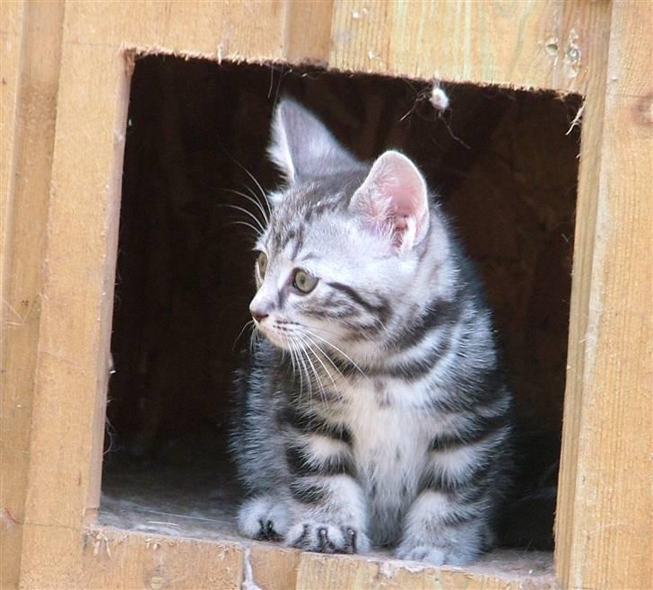 Huskat Angel Of Fire billede 9