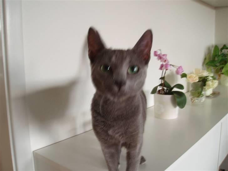 Russian Blue Lucky Luke billede 18