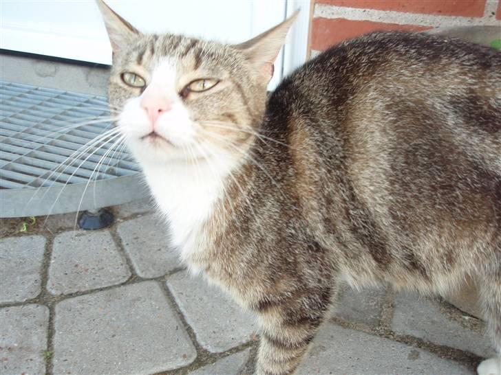 Huskat Tut - *DØD* billede 2