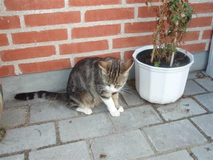 Huskat Tut - *DØD* billede 3