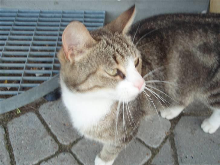 Huskat Tut - *DØD* billede 4